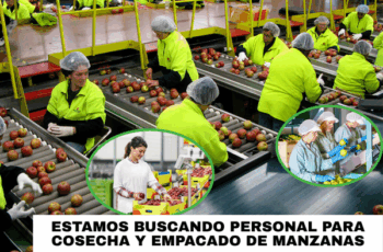 Empleos en Cosecha y Empacado de Manzanas – ¡Postula Hoy!