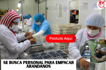 Empleos en Planta Empacadora de Arándanos ¡Aplica Ahora!