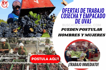 Trabaja en Cosecha y Empacado de Uvas – ¡Únete Hoy!